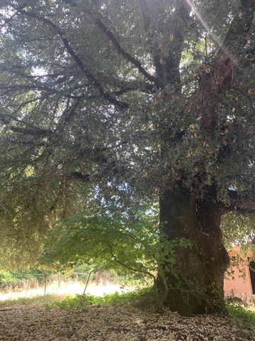 123 Cider Lane, Ettersburg, CA 95542