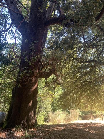 123 Cider Lane, Ettersburg, CA 95542