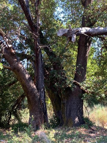 123 Cider Lane, Ettersburg, CA 95542