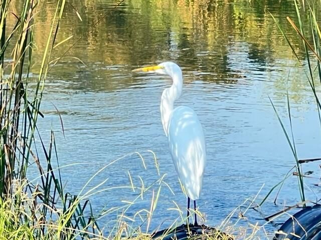 22536 Rio Alto Drive, Cottonwood, CA 96022