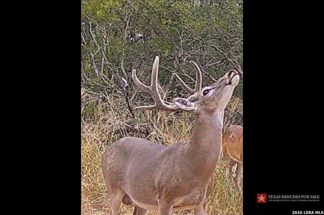 3355 Jim Brite Rd, Pleasanton, TX 78064