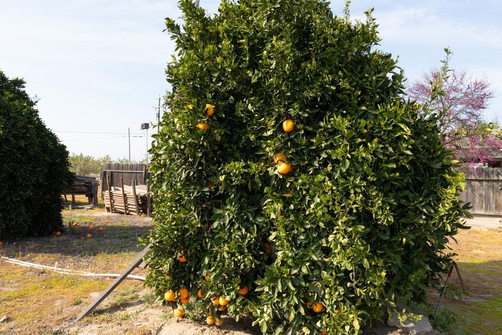 Image 56 of property listing at 12265 E Dinuba Avenue, Selma, CA 93662