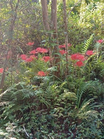 755 Evangeline Drive, Vidor, TX 77662