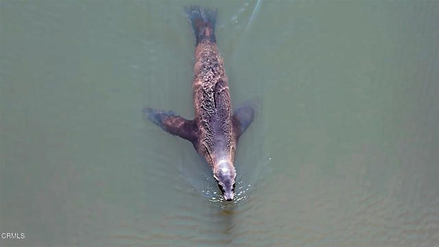 349 Ash Avenue 17, Carpinteria, CA 93013