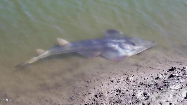 349 Ash Avenue 17, Carpinteria, CA 93013