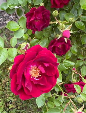 5541 Eric Street, Allendale Twp, MI 49401