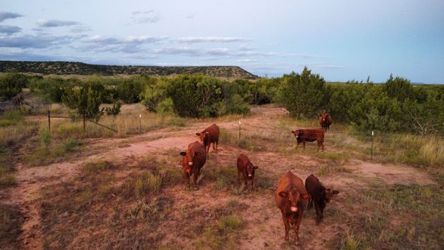 449 County Road 194, Ovalo, TX 79541