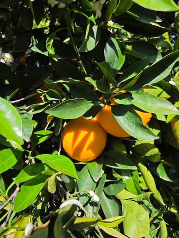 2100 Farnsworth Way, Rancho Cordova, CA 95670