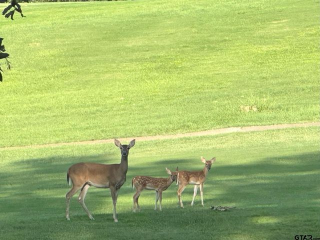 1052 Greenbriar Trl, Holly Lake Ranch, TX 75765