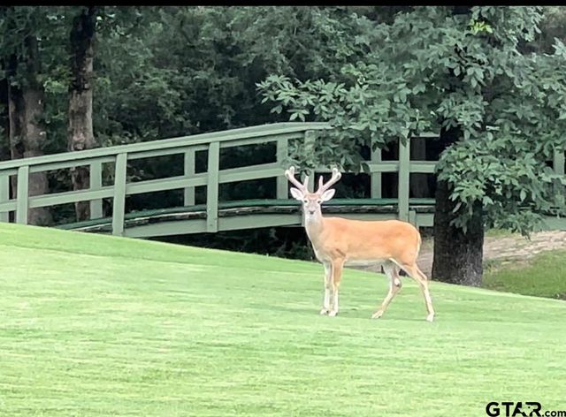 1052 Greenbriar Trl, Holly Lake Ranch, TX 75765