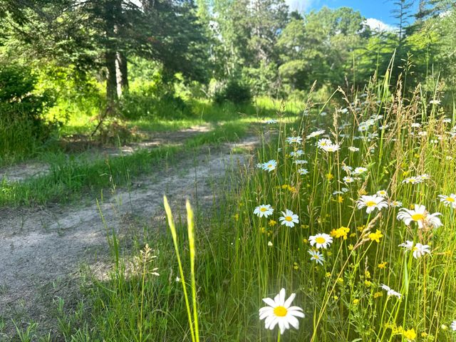 Parcel C 24th Ave SW, Pine River Twp, MN 56435