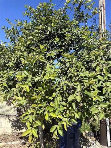 8717 Tilmont, Pico Rivera, CA 90660