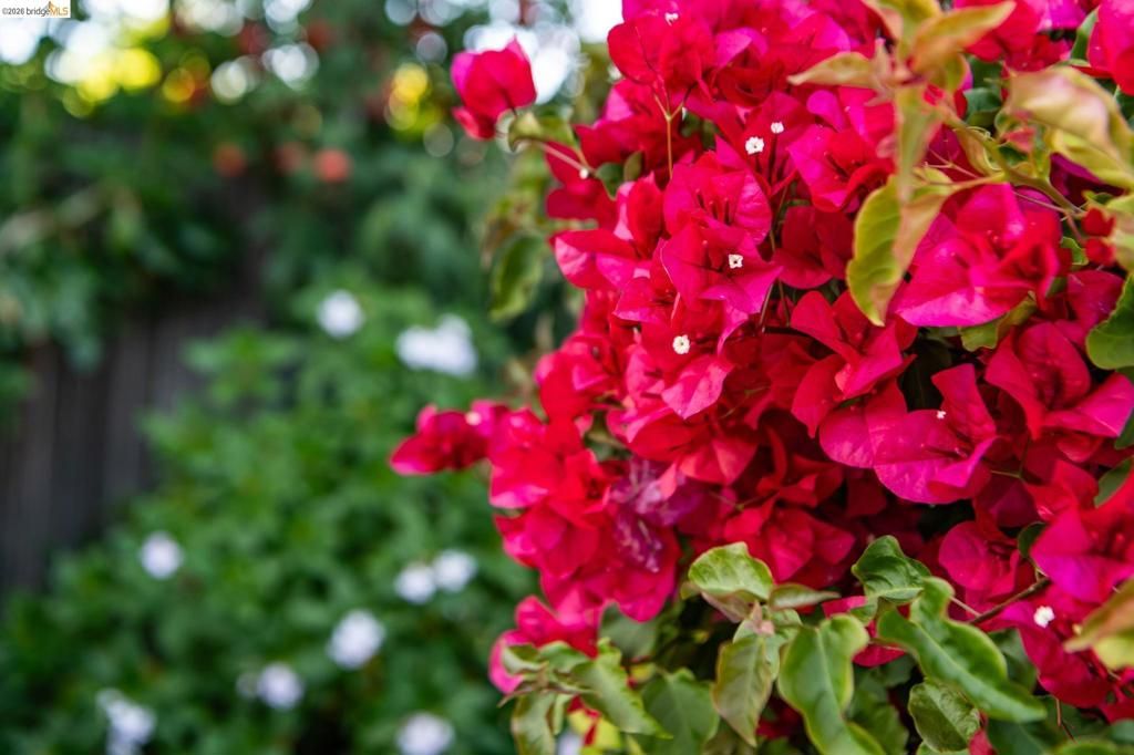 Image 73 of property listing at 5705 Panama Ave, Richmond, CA 94804