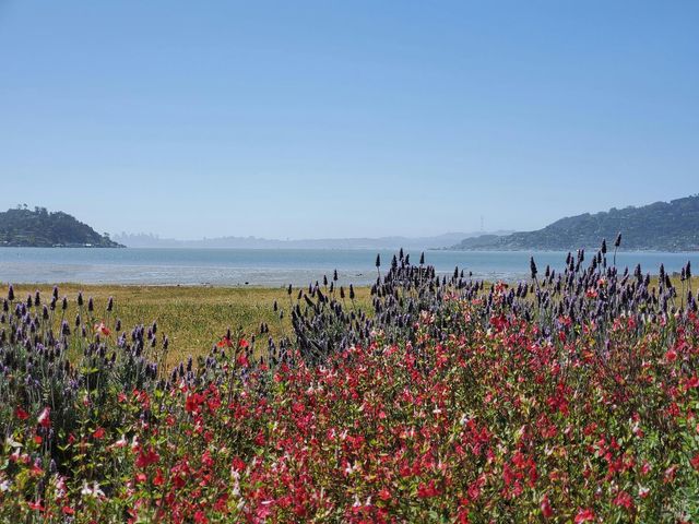 125 Belvedere Ave, Belvedere, CA 94920