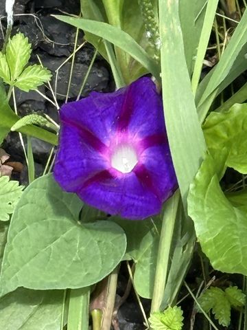 17404 Sr 56, Beersheba Springs, TN 37305