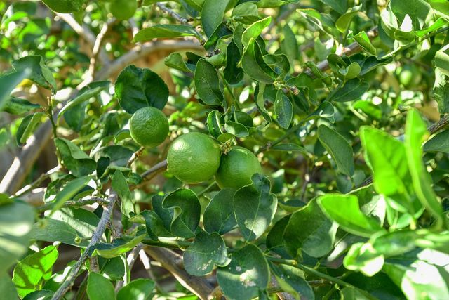 3220 Waileia Pl, Kihei, HI 96753