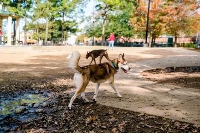 1111 Bering Drive 503, Houston, TX 77057