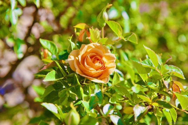 41482 Rocky Ridge Ct., Aguanga, CA 92536