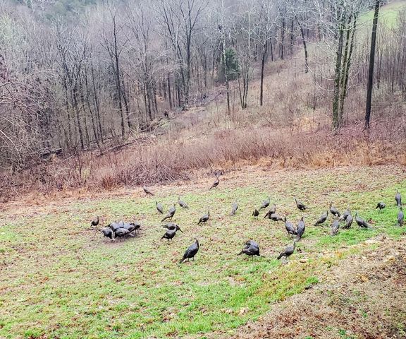1055 Hunters Landing Ln, Smithville, TN 37166