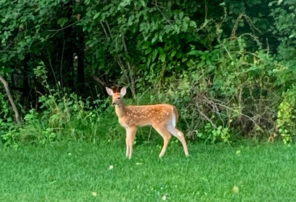 2291 Meridian Road, Victor, MT 59875 photo 100