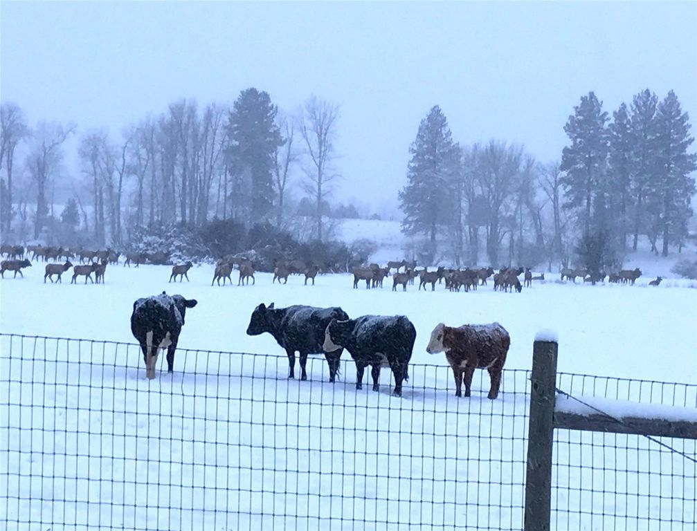 2291 Meridian Road, Victor, MT 59875 photo 101