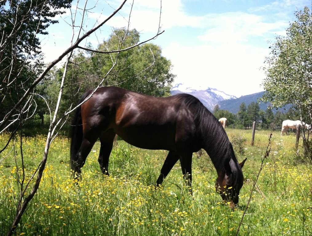 2291 Meridian Road, Victor, MT 59875 photo 102