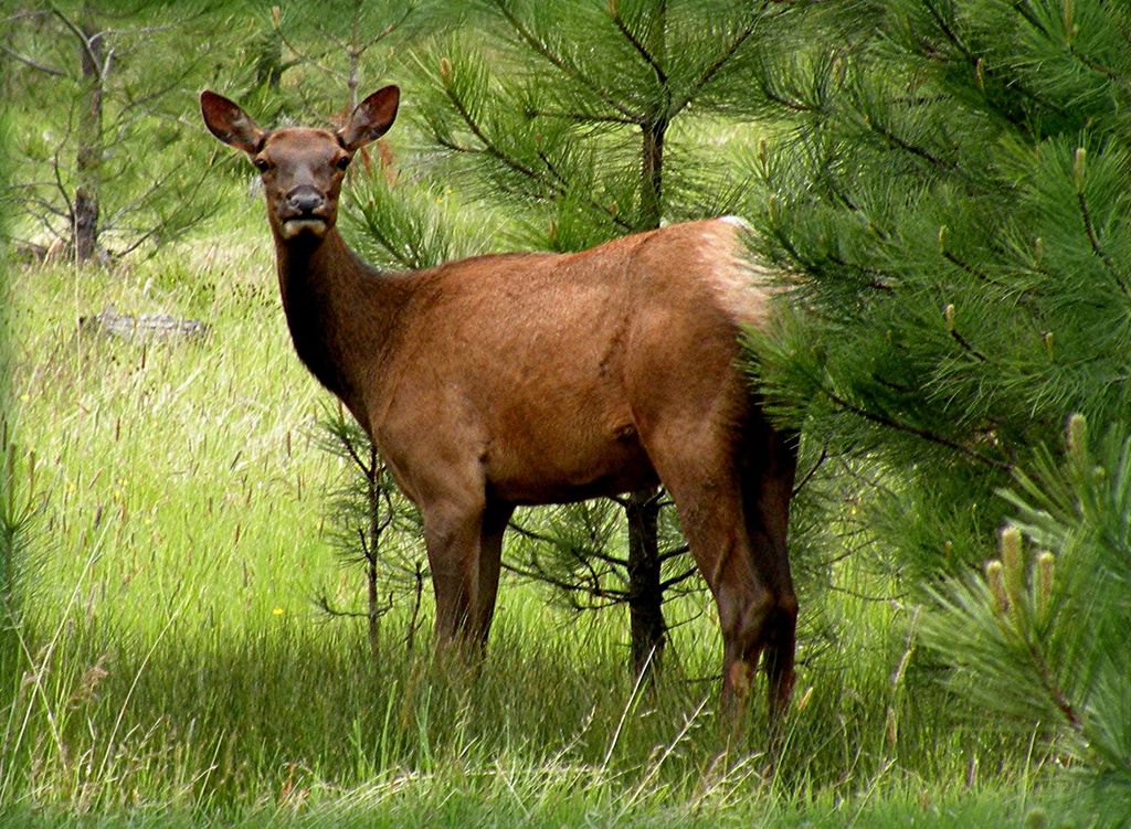 2291 Meridian Road, Victor, MT 59875 photo 97