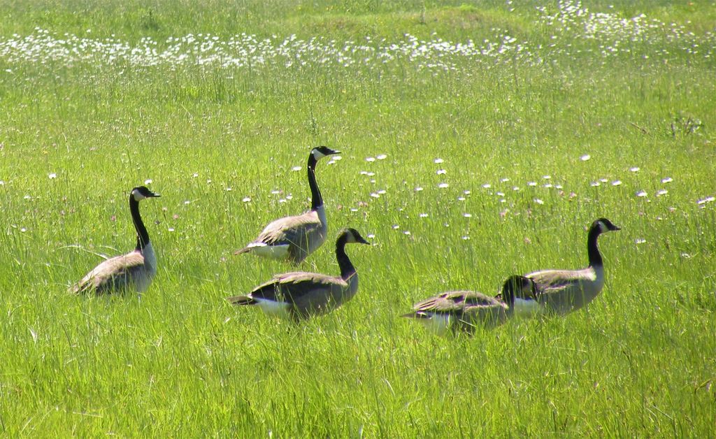 2291 Meridian Road, Victor, MT 59875 photo 98