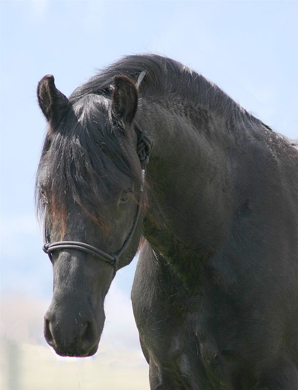 2291 Meridian Road, Victor, MT 59875 photo 99