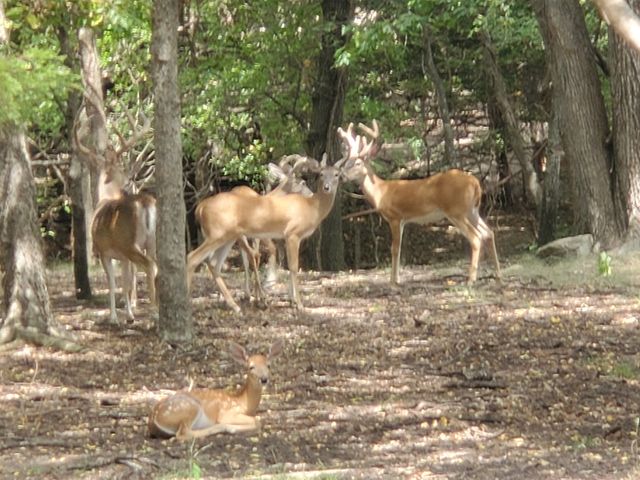 1159 Mikus Road, Weatherford, TX 76087