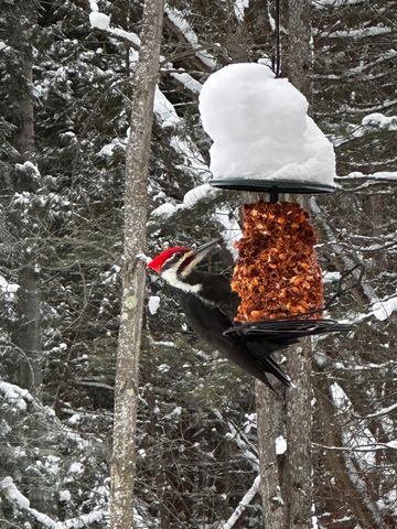 5466 Millbrook Drive, Whitewater Twp, MI 49690