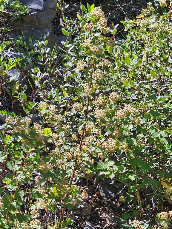 80 Upper Packer Gulch Road, Drummond, MT 59832 photo 15