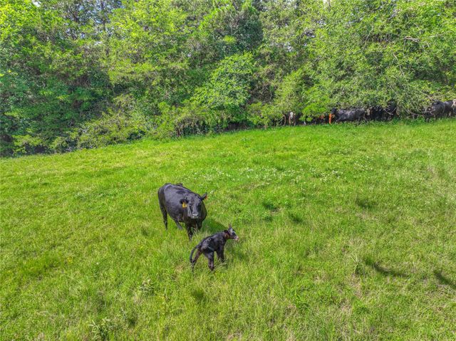 000 County Road 1750, Grapeland, TX 75844