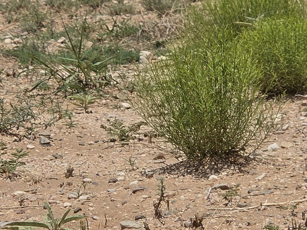 VL RGE Lot 12 13 Block 380 14, Belen, NM 87002