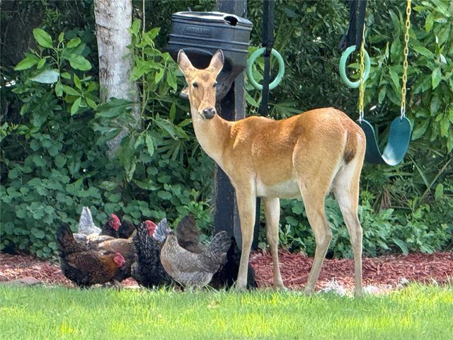 10909 MATTIODA ROAD, Groveland, FL 34736