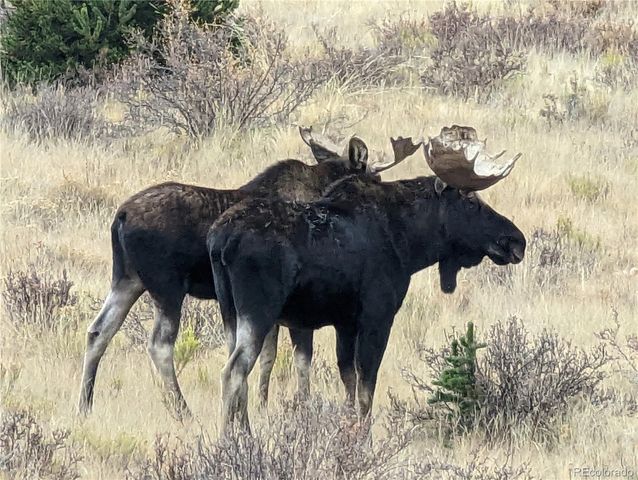 174 Skid Court, Fairplay, CO 80440