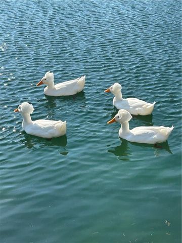 850 Mallery Street 9W, St Simons Island, GA 31522