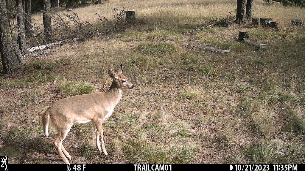 6820 E Fisher River Road, Libby, MT 59923 photo 33