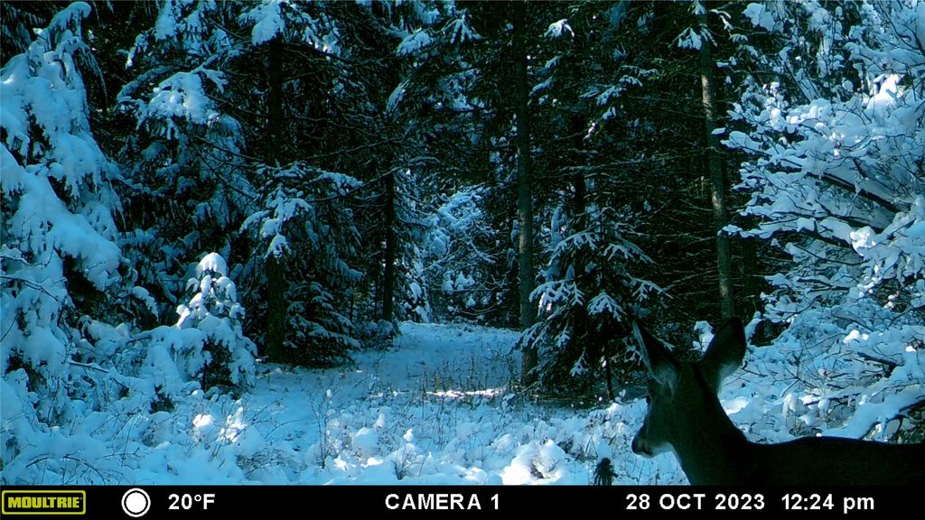 6820 E Fisher River Road, Libby, MT 59923 photo 41