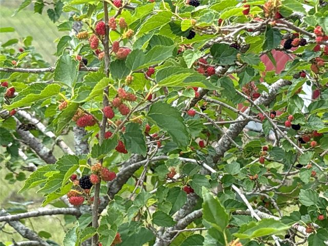 8595 MILLINOCKETT LANE, Orlando, FL 32825