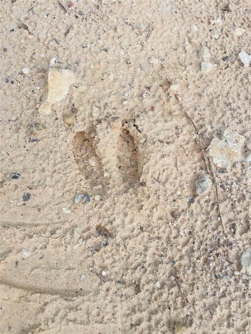 01 Bracewell Cemetery Road, Livingston, TX 77351