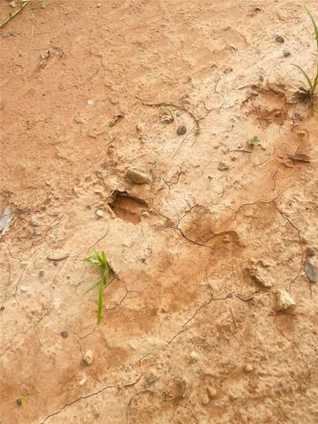 01 Bracewell Cemetery Road, Livingston, TX 77351