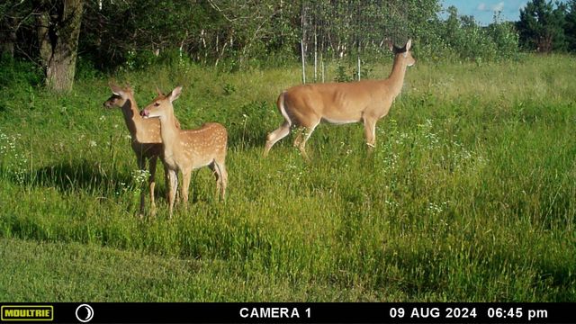 58988 County Highway 50, Deer Creek, MN 56527