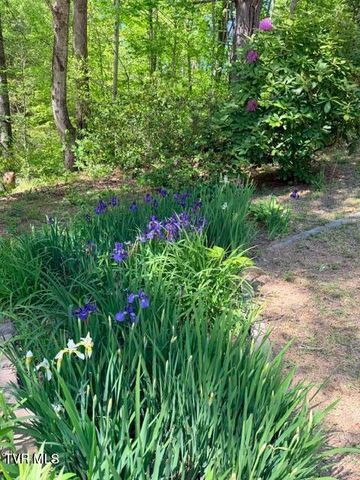 335 Bear Cage Road, Roan Mountain, TN 37687