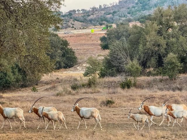 Lot 211 Majestic Hills DR, Blanco, TX 78606