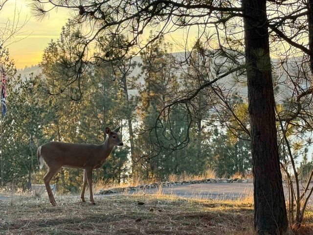 2008 S Zephyr Rd, Liberty Lake, WA 99019