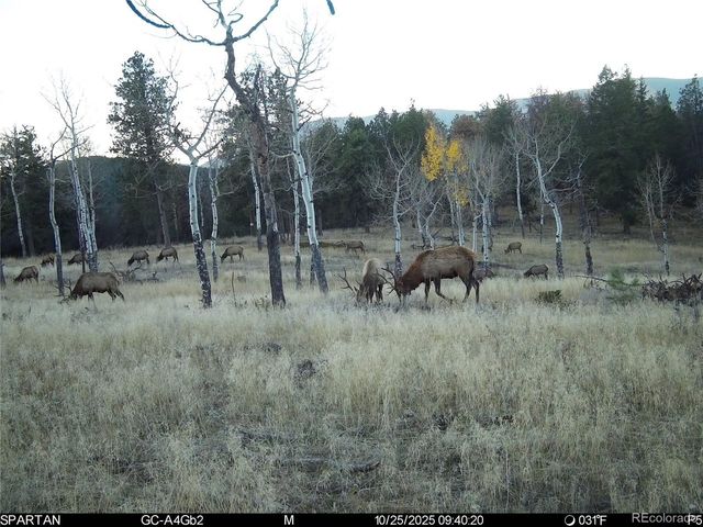 12464 S US Hwy 285, Conifer, CO 80433