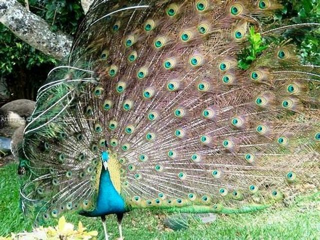 15512 Fisher Island Dr 15512, Miami Beach, FL 33109