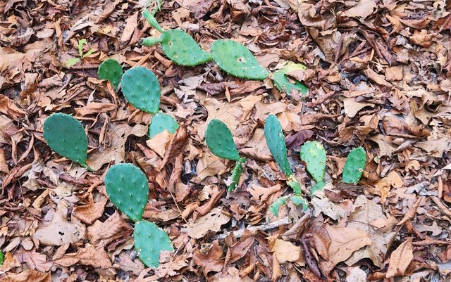 0 County Road 4710 Lot 465, Larue, TX 75770