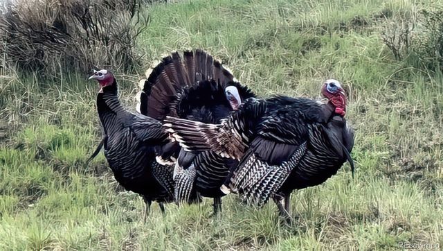 6835 Surrey Trail, Littleton, CO 80125